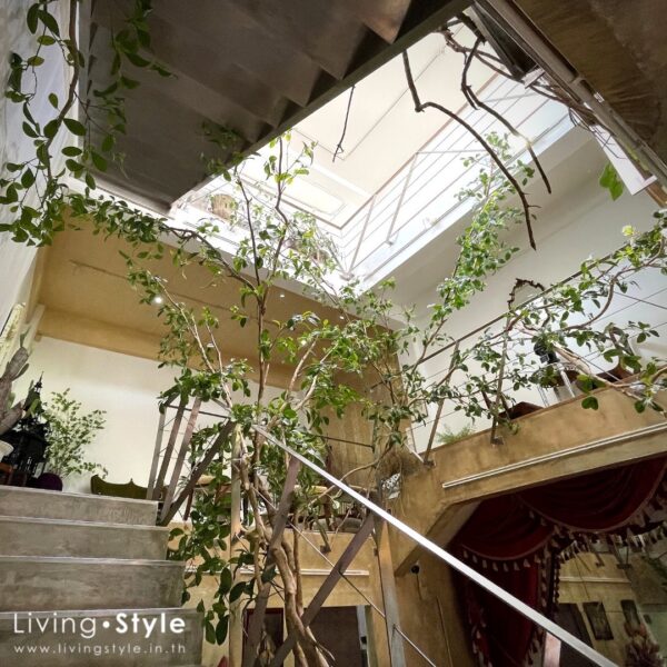 ต้นไม้แขวน