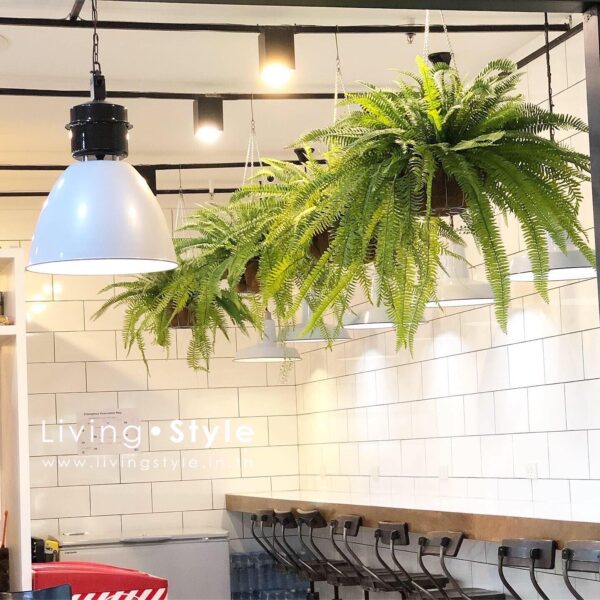 ต้นไม้แขวน