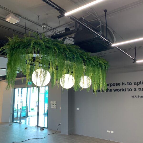 ต้นไม้แขวน