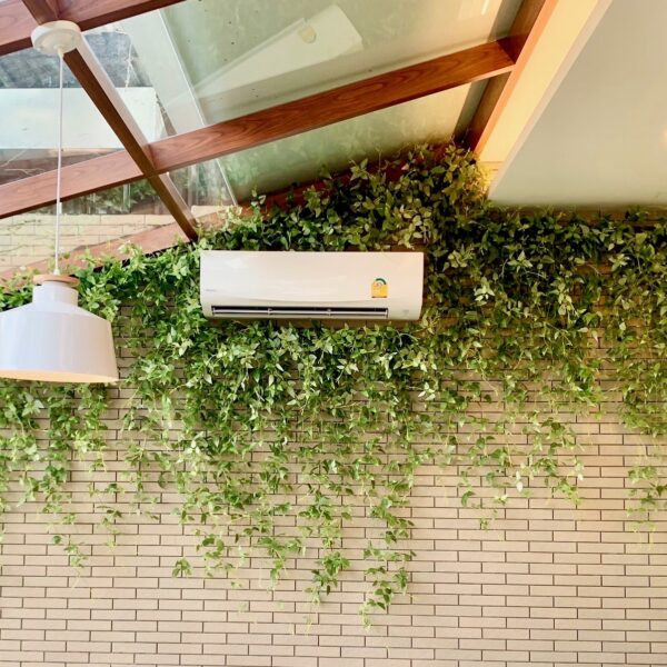 ต้นไม้แขวน