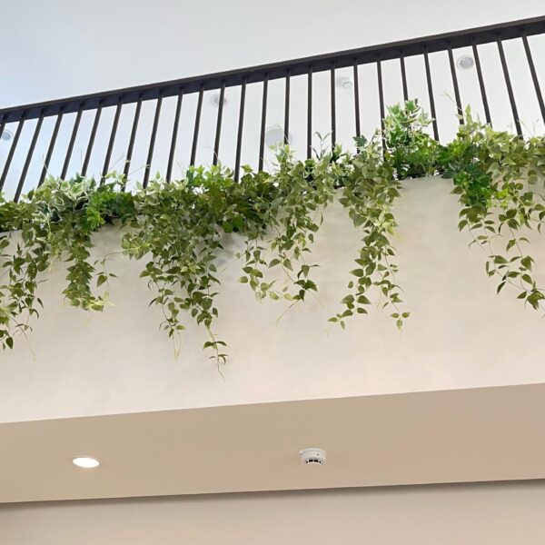 ต้นไม้แขวน