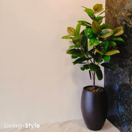 Indian Rubber with Black Pot