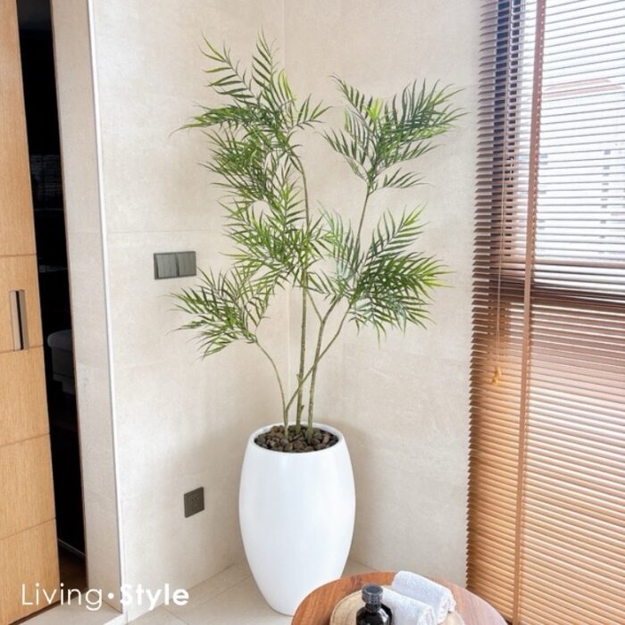 Areca Palm with White Pot