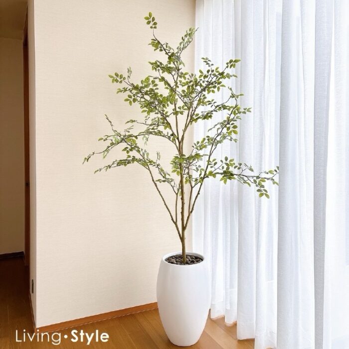 Ulmus Parvifolia with White Pot