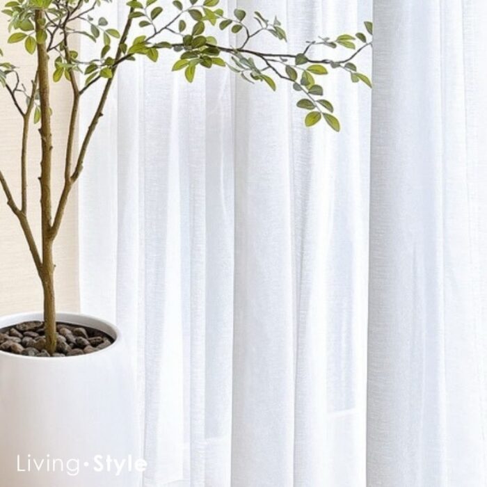 Ulmus Parvifolia with White Pot