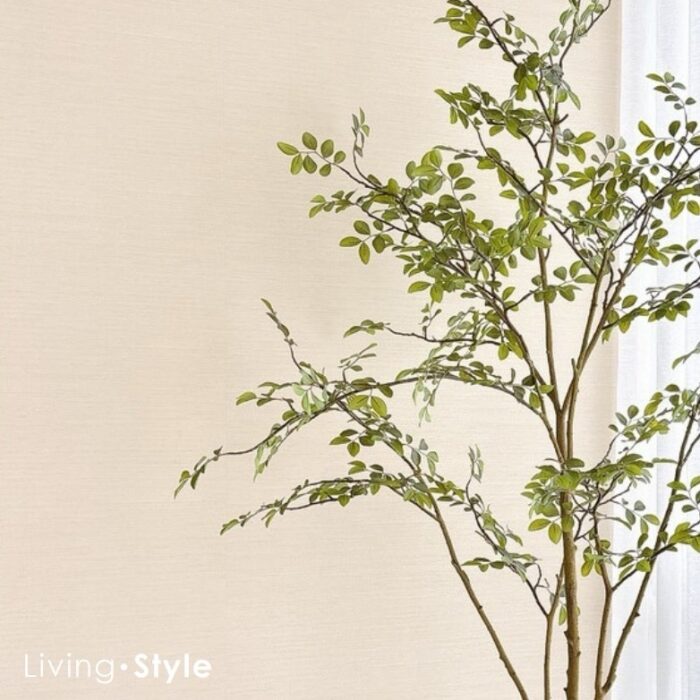 Ulmus Parvifolia with White Pot