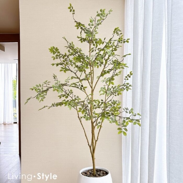 Ulmus Parvifolia with White Pot