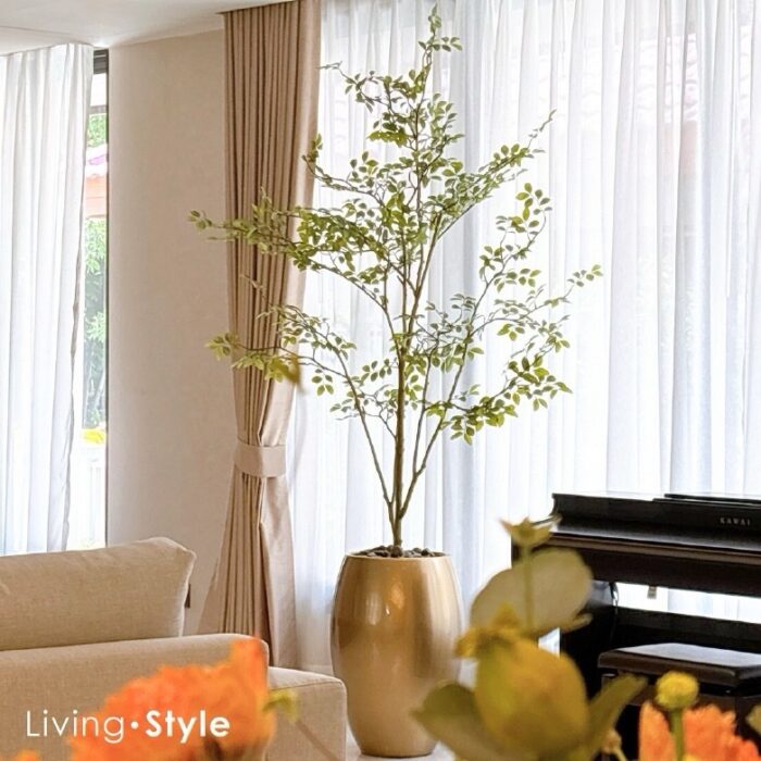 Ulmus Parvifolia with Gold Pot