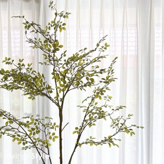Ulmus Parvifolia with Gold Pot