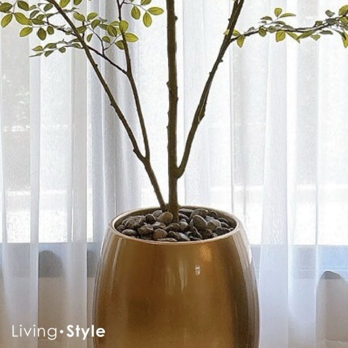 Ulmus Parvifolia with Gold Pot