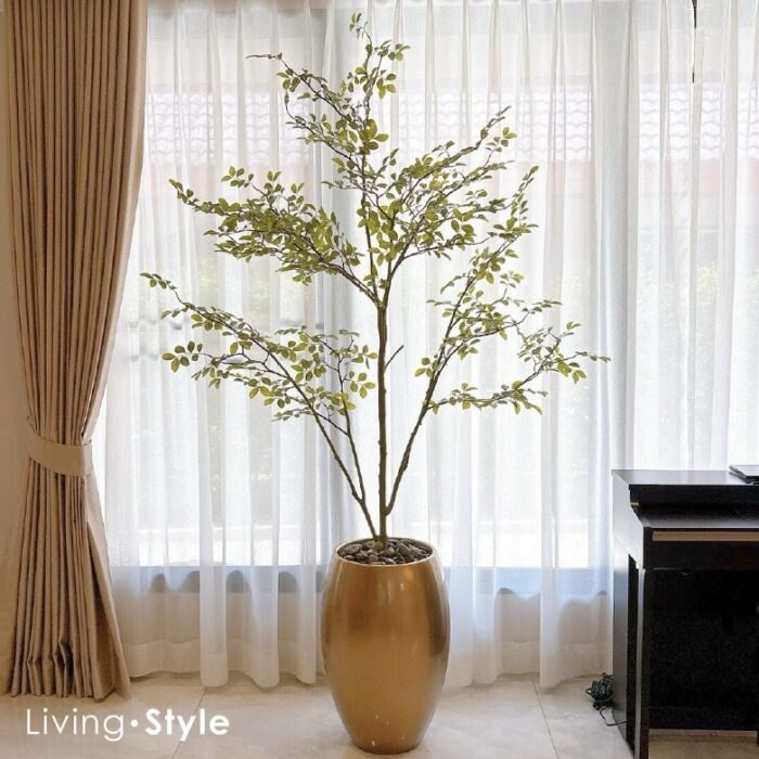 Ulmus Parvifolia with Gold Pot