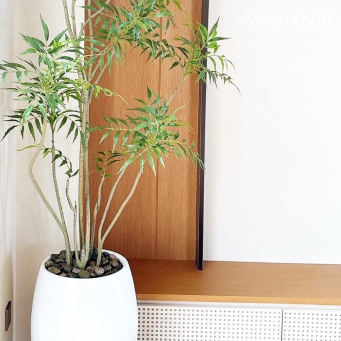 Butterfly Palm with White Pot