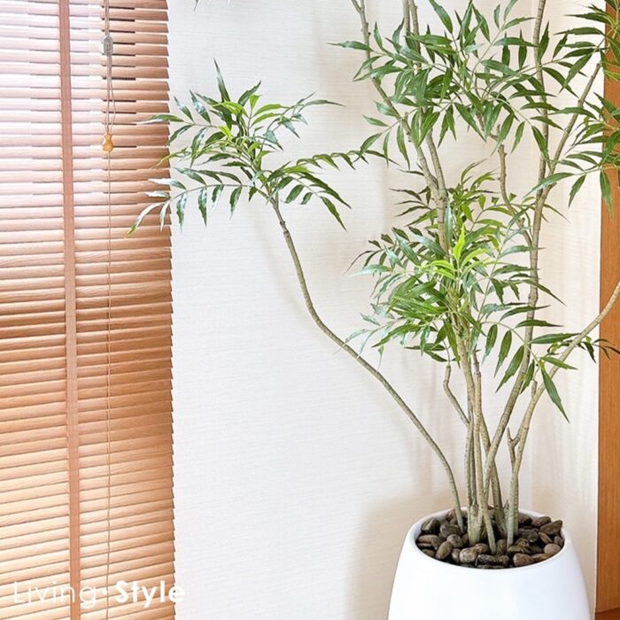 Butterfly Palm with White Pot