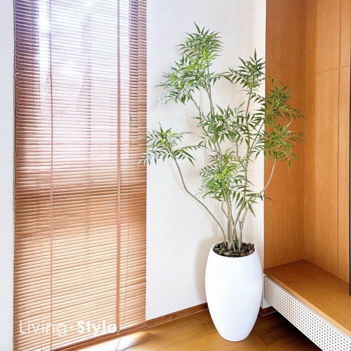 Butterfly Palm with White Pot